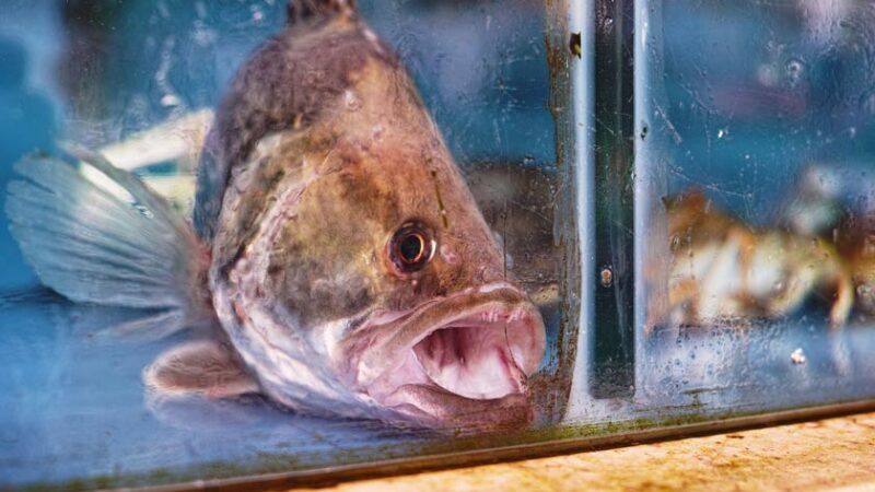 Fiskerestauranter i Oslo